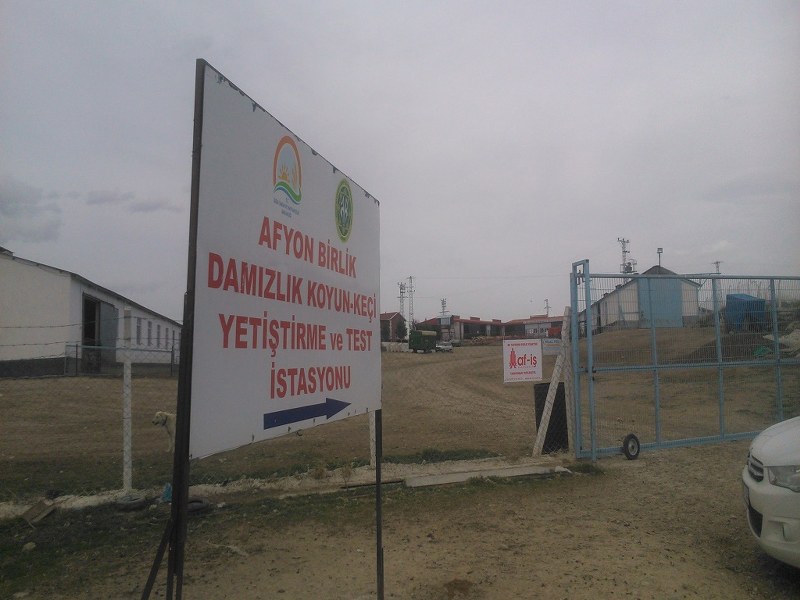Emirdağ Organik Hayvancılık/Afyonkarahisar