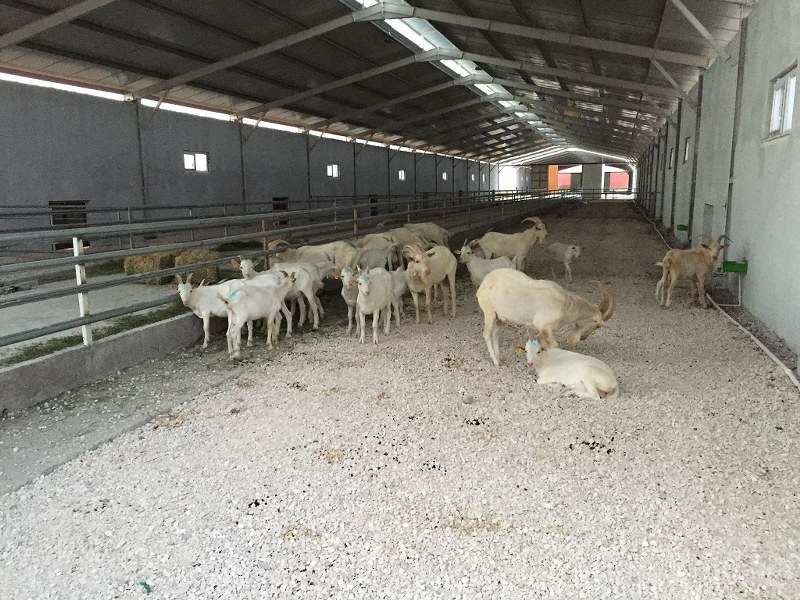 Eraltan Hayvancılık / Burdur