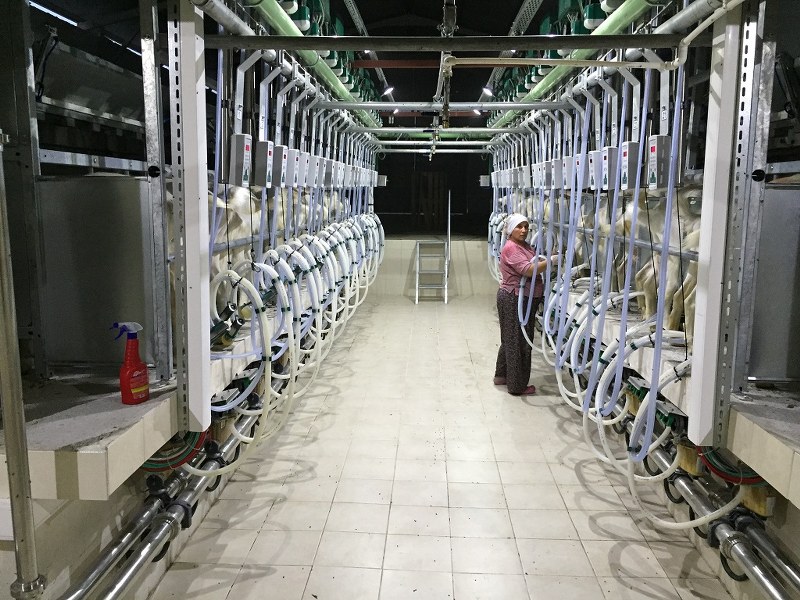 Eraltan Hayvancılık / Burdur