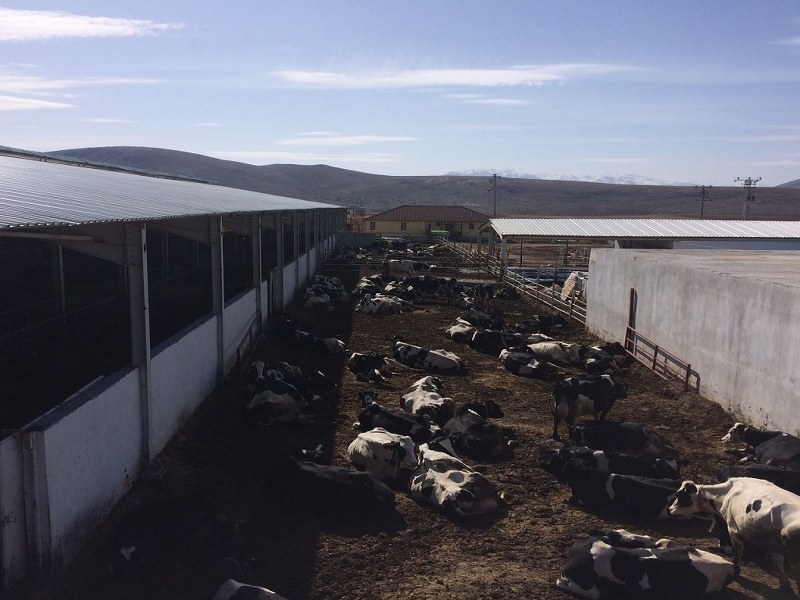 Gümüşoğulları Hayvancılık/Burdur