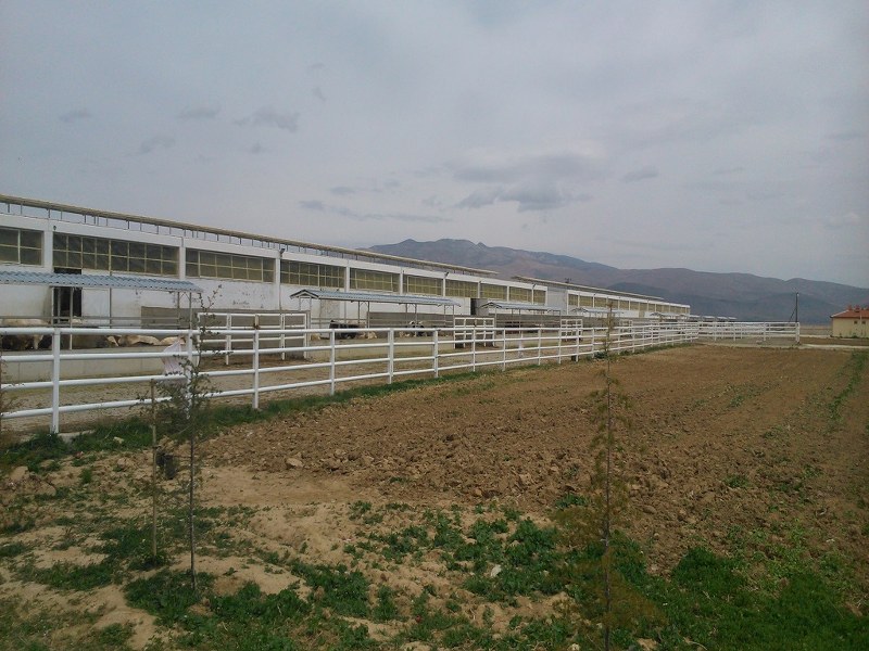 Hafızoğlu Hayvancılık/Afyonkarahisar